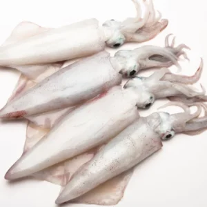 BABY SQUID KGS